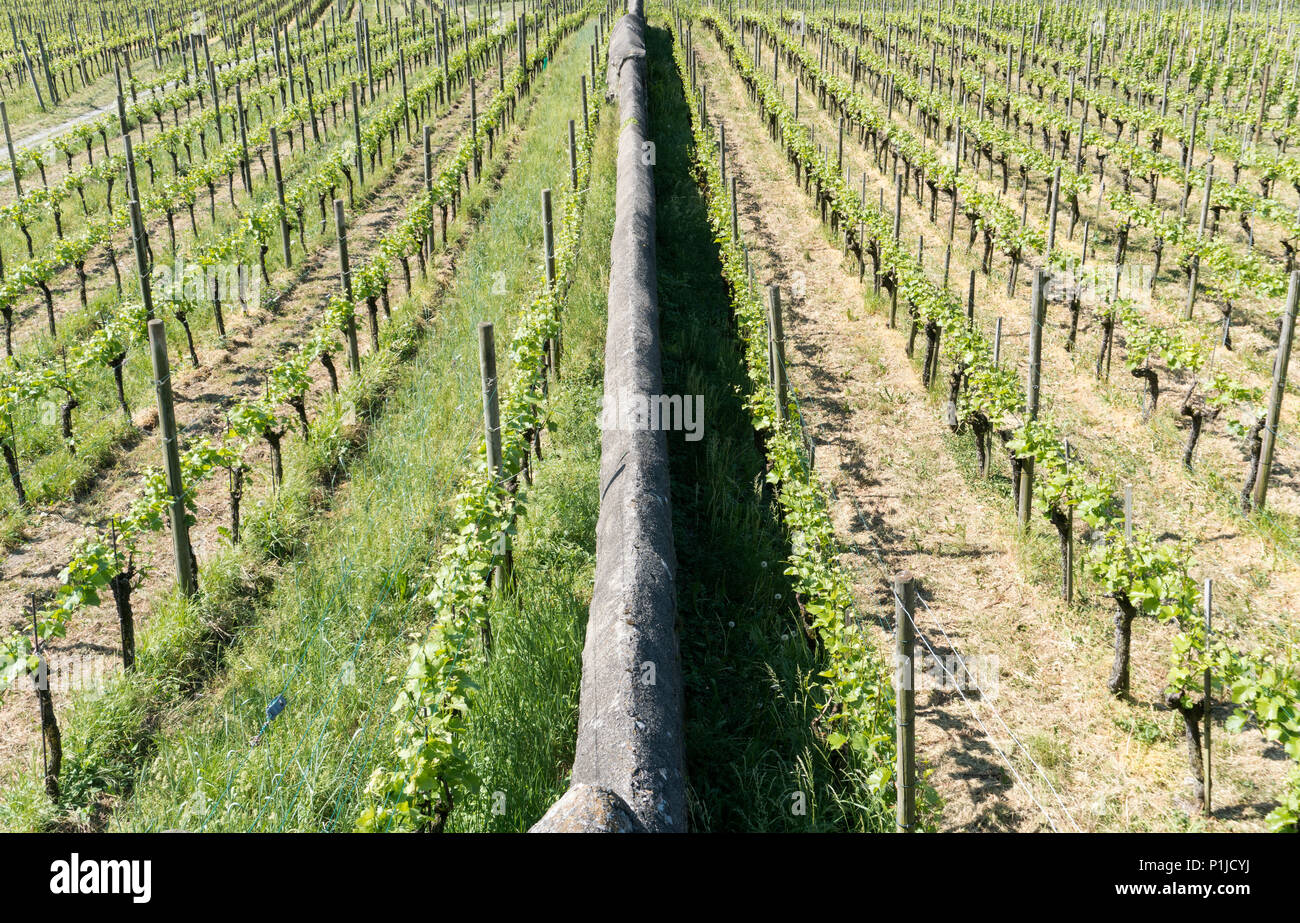 Due vigneti con infiniti filari di viti separate da una lunga parete di roccia Foto Stock
