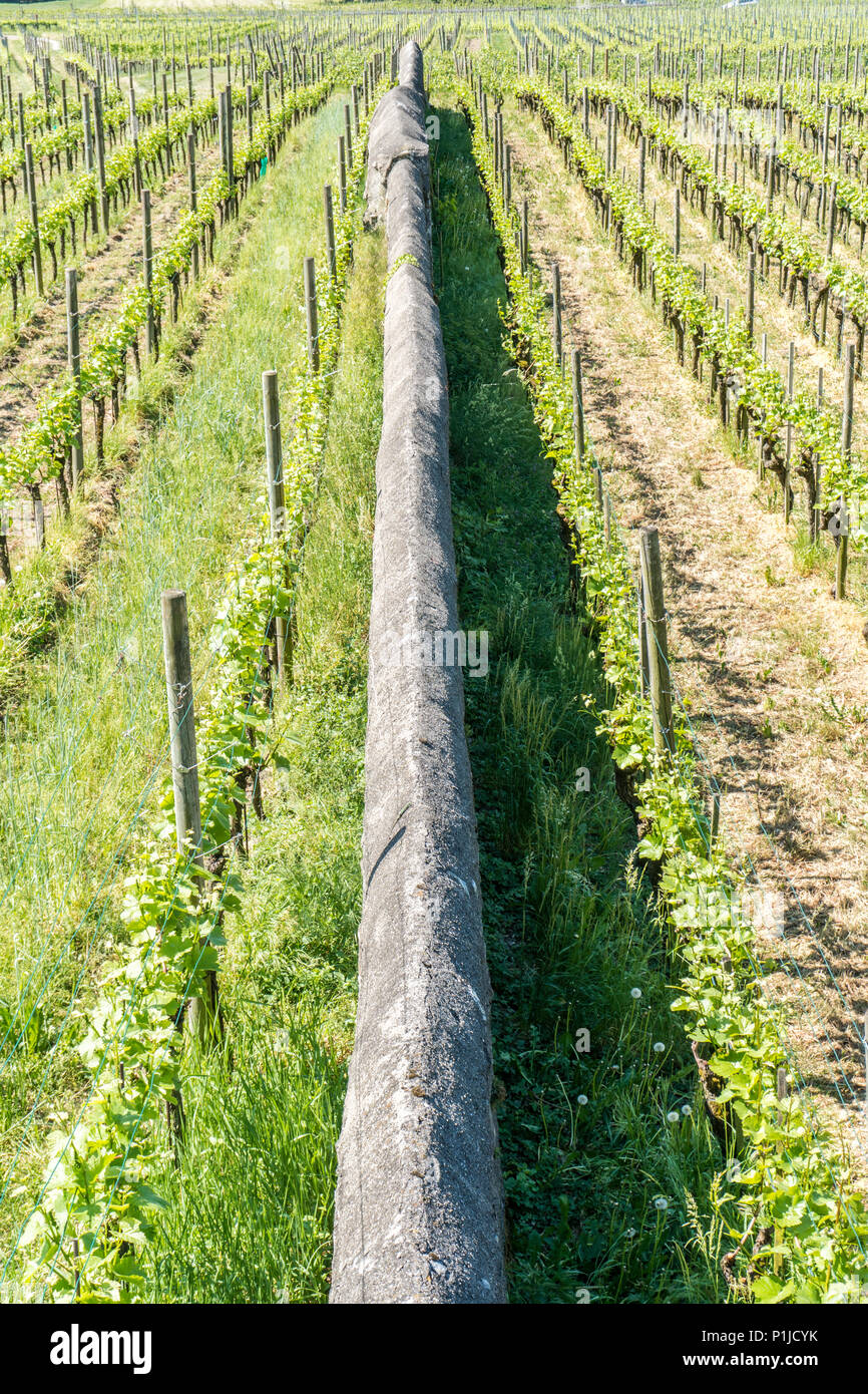 Due vigneti con infiniti filari di viti separate da una lunga parete di roccia Foto Stock
