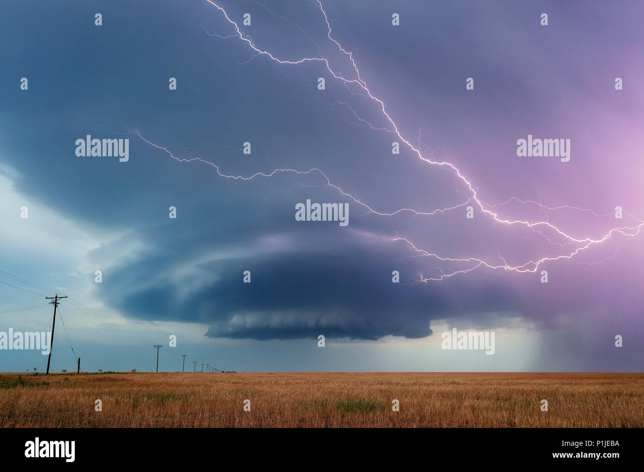 Supercell con cloud-a-cloud fulmine durante il blu ora al di sopra di un cornfield vicino a Vega, Oldham County, Texas, Stati Uniti d'America Foto Stock