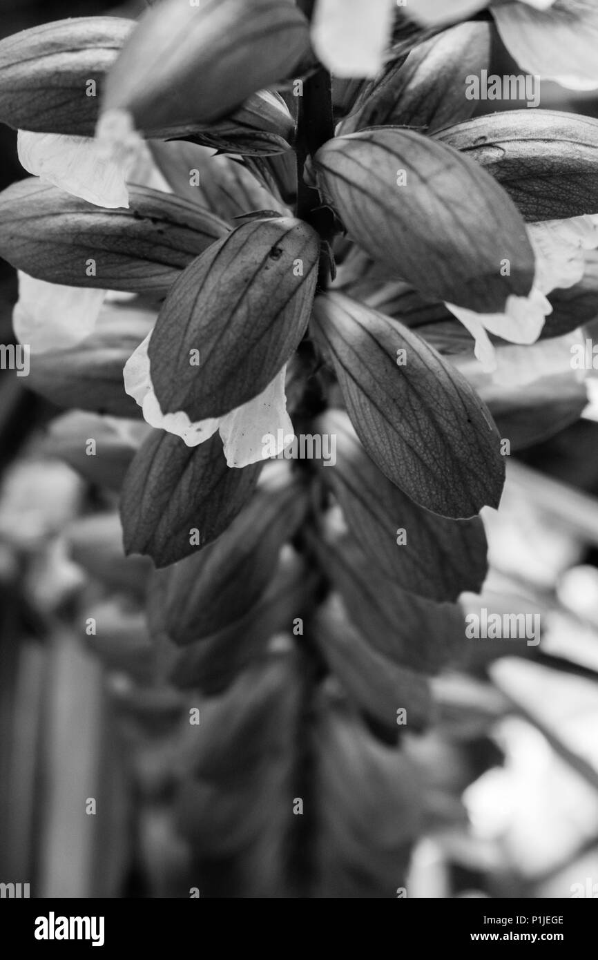 Una chiusura su una linea di boccioli di fiori in bianco e nero Foto Stock