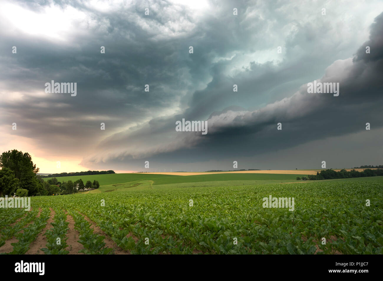 Potente shelf cloud con un avvicinamento mesoscale sistema convettivo (MCS) vicino a Döbeln, Bassa Sassonia, Germania Foto Stock