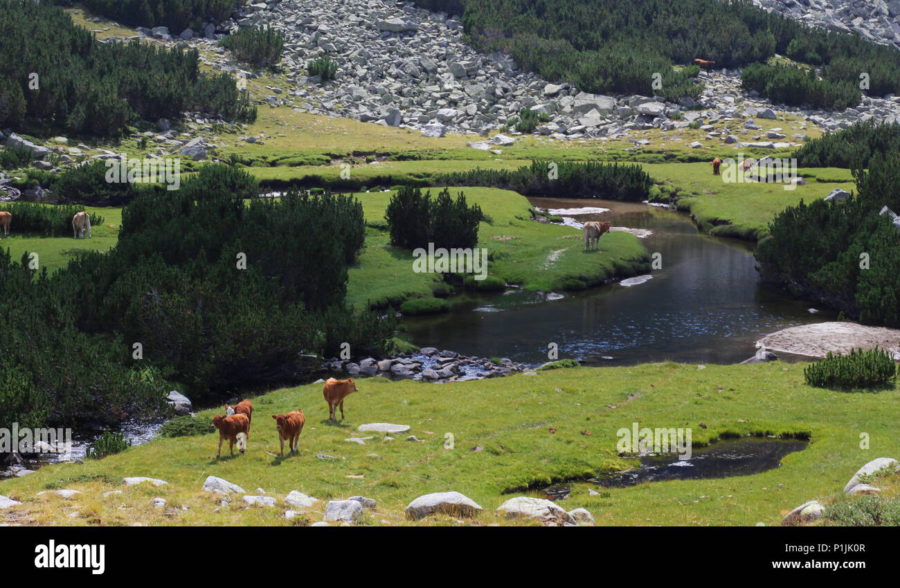 Libera mucche al pascolo intorno a un fiume in una valle di montagna Foto Stock