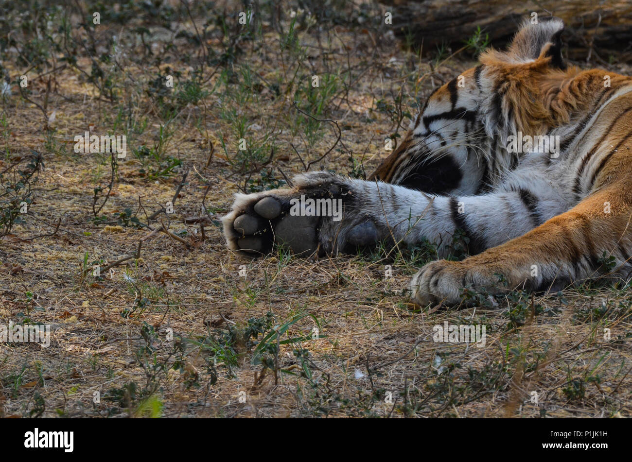 Royal tigre del Bengala, New Delhi, India - Aprile 2, 2018: un sonno Royal tigre del Bengala (Panthera tigris tigris) paw a livello nazionale Zoological Park, New Del Foto Stock