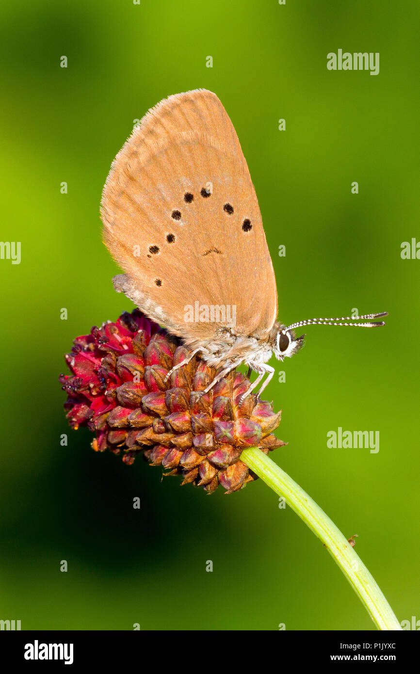 Nero o blu scuro blaeu, Ling Ling, pulsante Ordine formiche blaeu farfalle (Lepidoptera), famiglia Lycaenidae), Blues (sottofamiglia Lycaeninae, nera appuntita Foto Stock