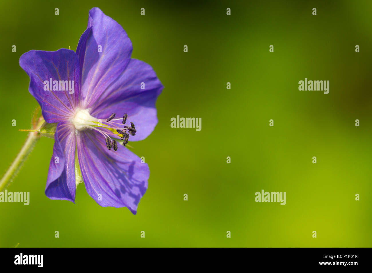 Prato Cranesbill, Geranium pratense, ok, Stork becco simile (gerani dimensionali), famiglia cranesbill (Famiglia geraniaceae),,, Wiesen-Storchschnabel Ordnun Foto Stock