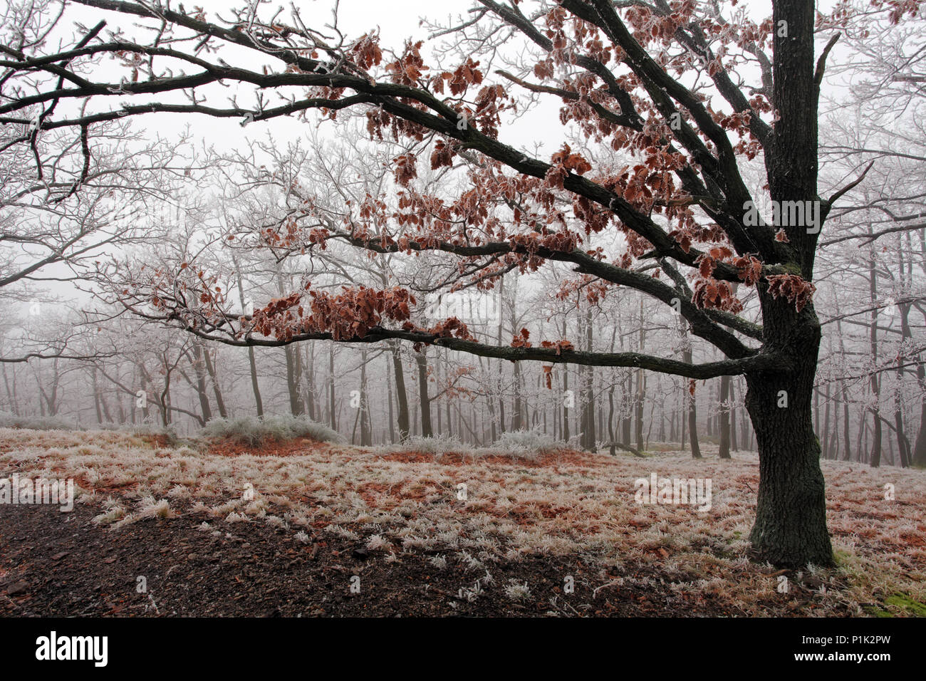 Inverno alberi congelati con nebbia al giorno Foto Stock