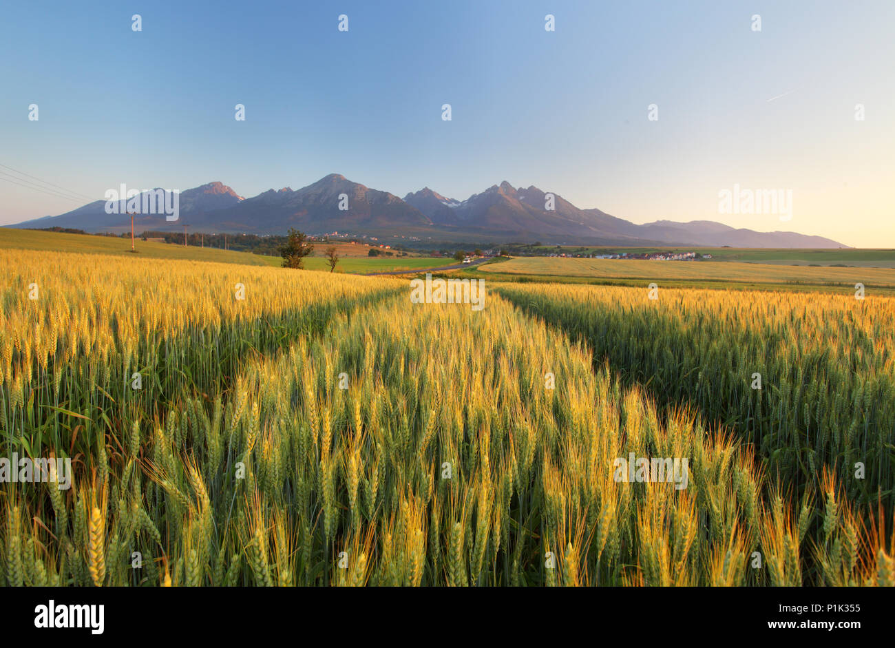 Estate campo di grano in Slovacchia, Tatra. Foto Stock