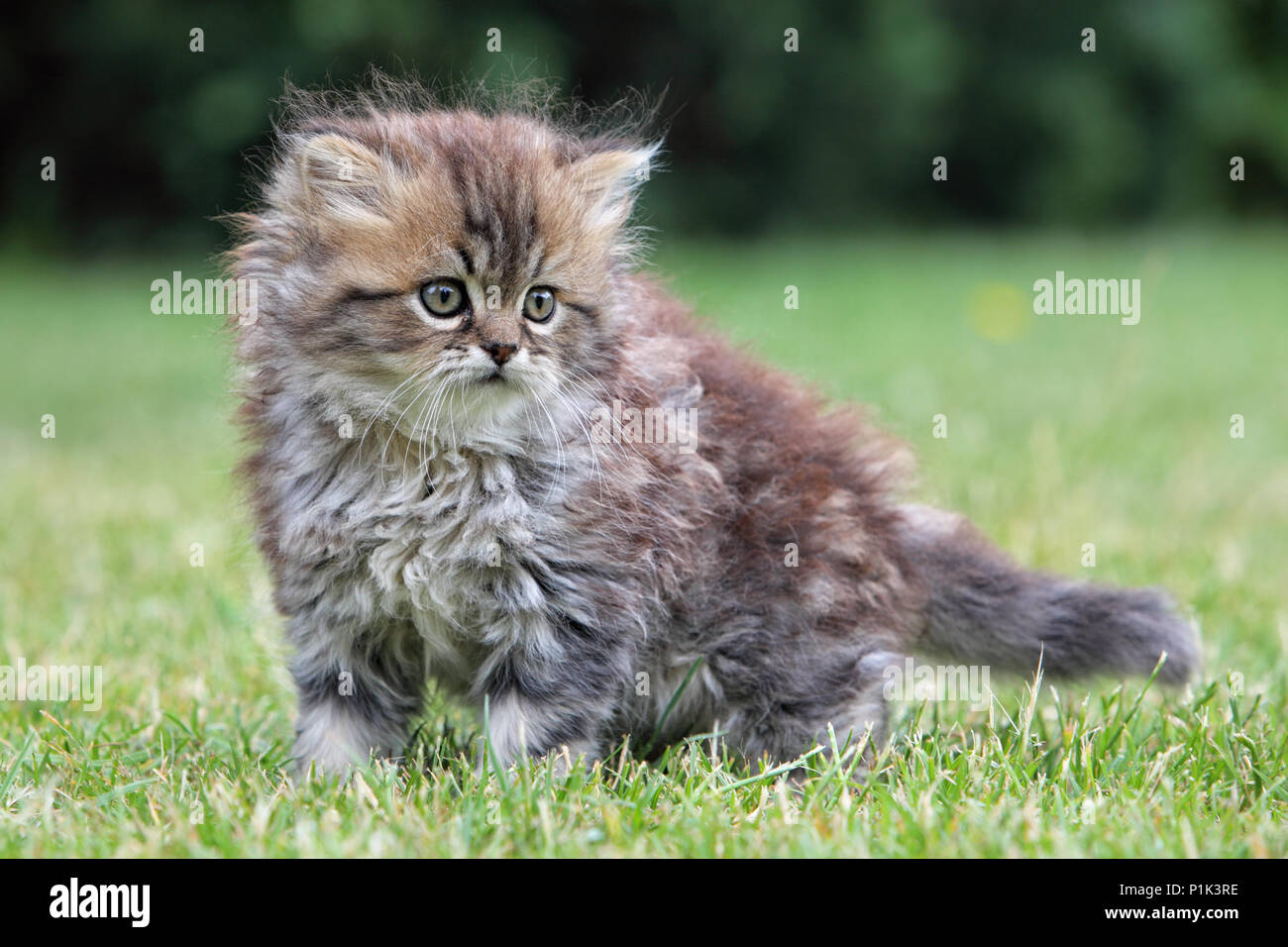 Giovani cat, verde esterno Foto Stock