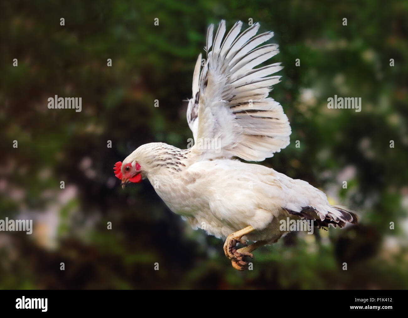 Pollo battenti in natura, gallina Foto Stock