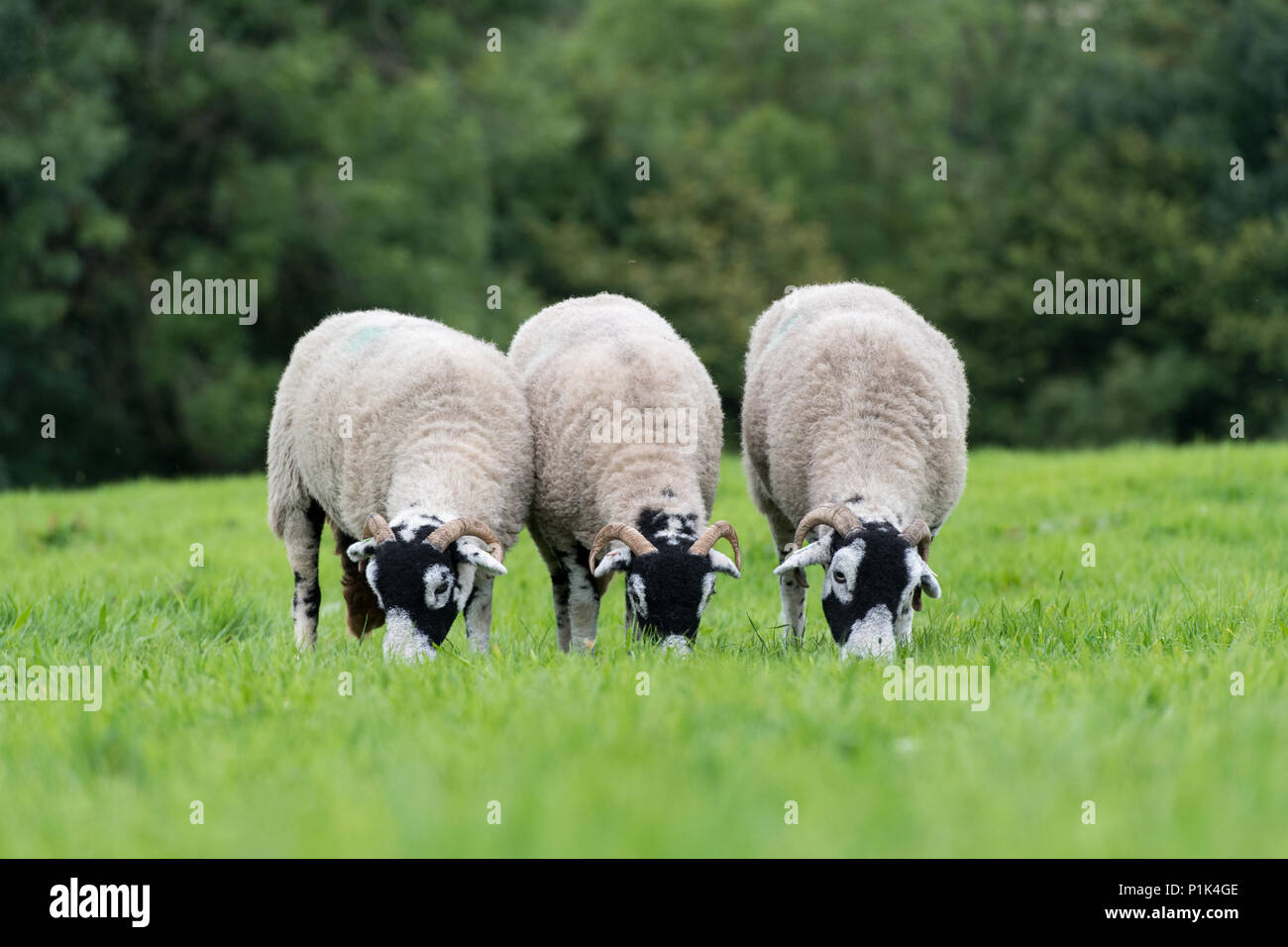 Swaledale pecore al pascolo in pascolo. North Yorkshire, Regno Unito. Foto Stock