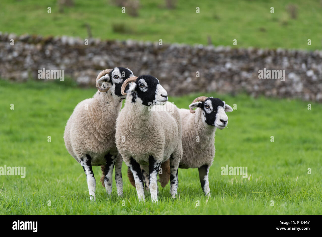 Swaledale pecore al pascolo in pascolo. North Yorkshire, Regno Unito. Foto Stock
