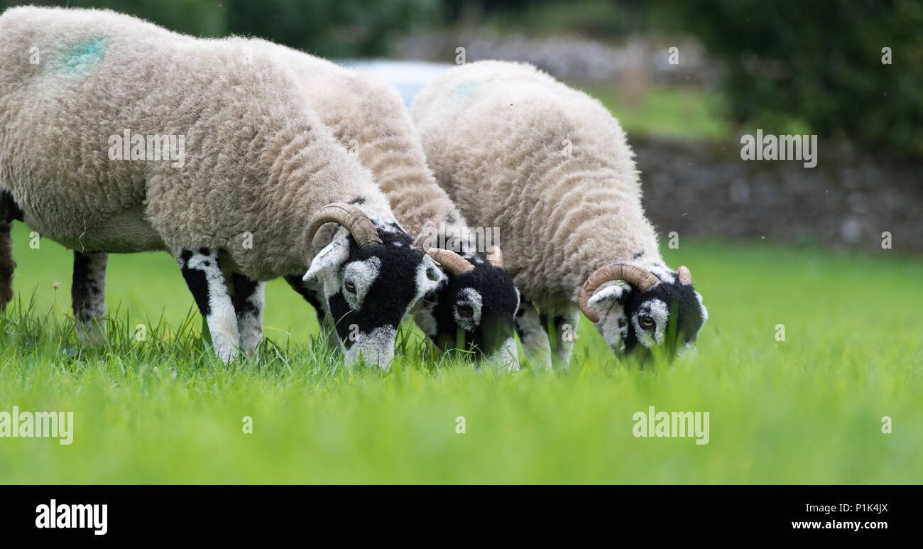 Swaledale pecore al pascolo in pascolo. North Yorkshire, Regno Unito. Foto Stock