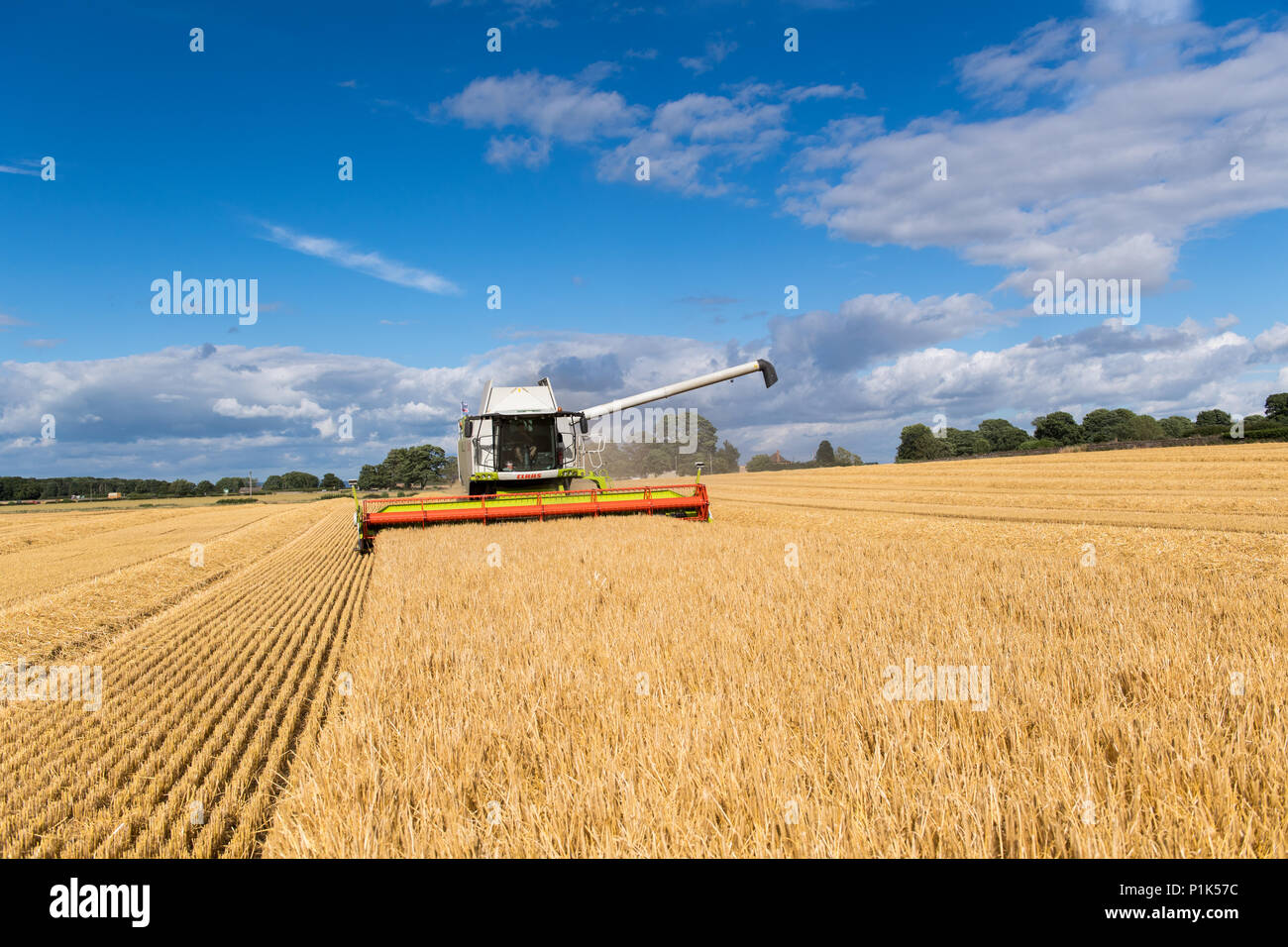 La combinazione di orzo con un lessico Claas 760 mietitrebbia e un 35ft testata, con telecamere montate per una migliore visibilità al conducente. North Yorkshire, Regno Unito. Foto Stock