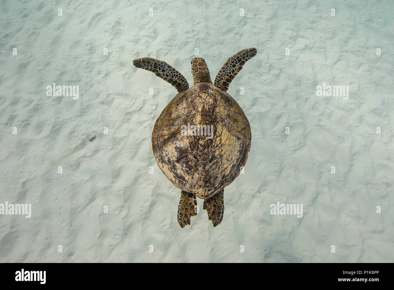 Vista aerea di una tartaruga nuotare nell'oceano, Lady Elliot Island, della Grande Barriera Corallina, Queensland, Australia Foto Stock