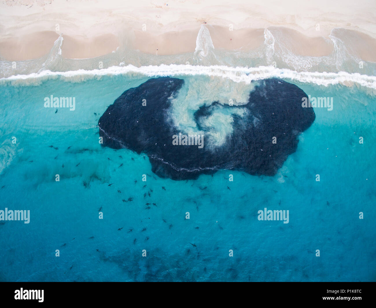 Vista aerea di alimentazione degli squali su una sfera di esca, Carnarvon, Australia occidentale, Australia Foto Stock