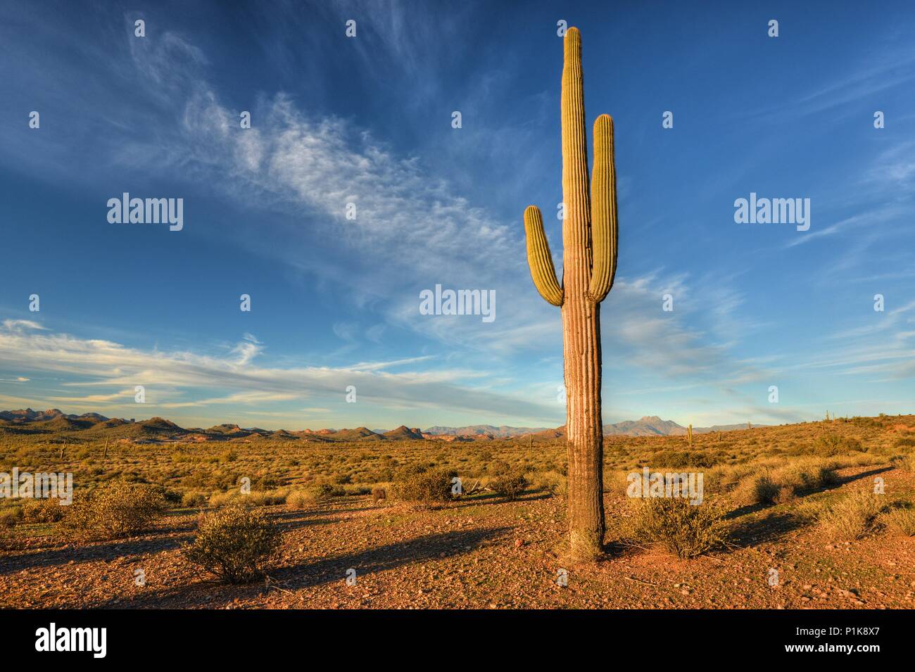 Saguaro Cactus, Lost Dutchman state Park, Arizona, Stati Uniti Foto Stock