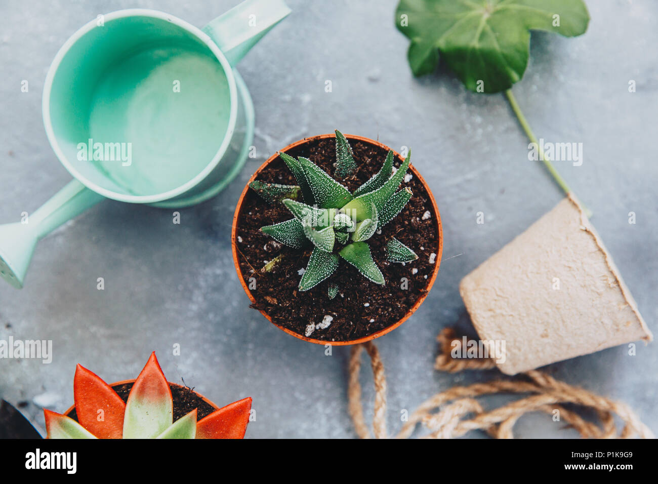 Vasi per piante e un annaffiatoio Foto Stock