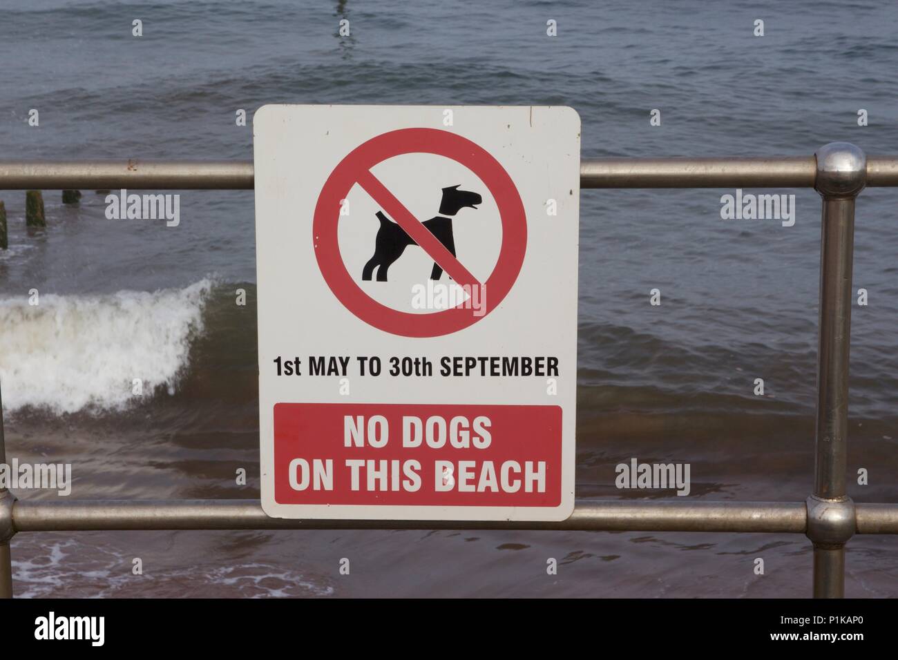 Un 'No cani su questa spiaggia 1 Maggio al 30 settembre " segno attaccato ad una rotaia metallica sulla spiaggia di Teignmouth, South Devon Foto Stock