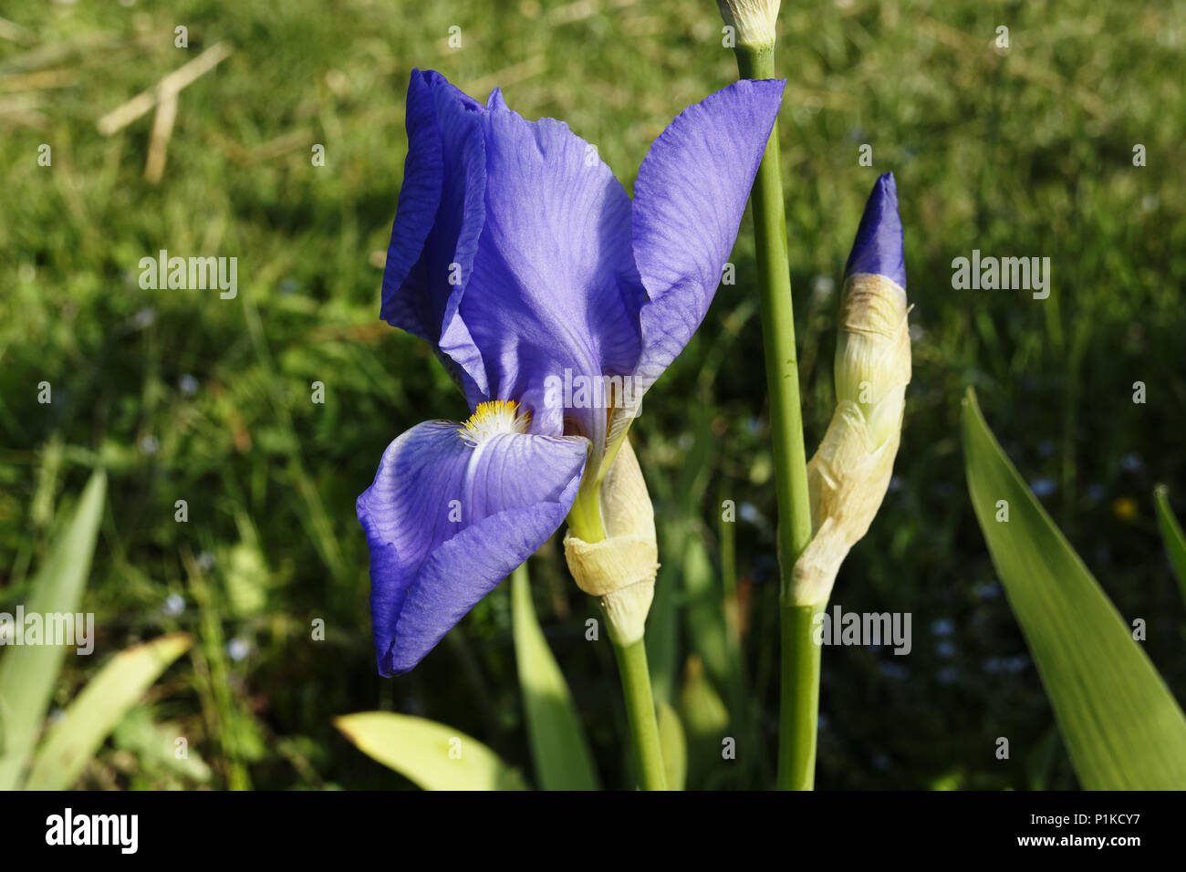 Fiore di Iris (Iris barbata, ibrido iridaceae). Suzanne 's giardino, Le Pas, Mayenne, Pays de la Loire, Francia. Foto Stock