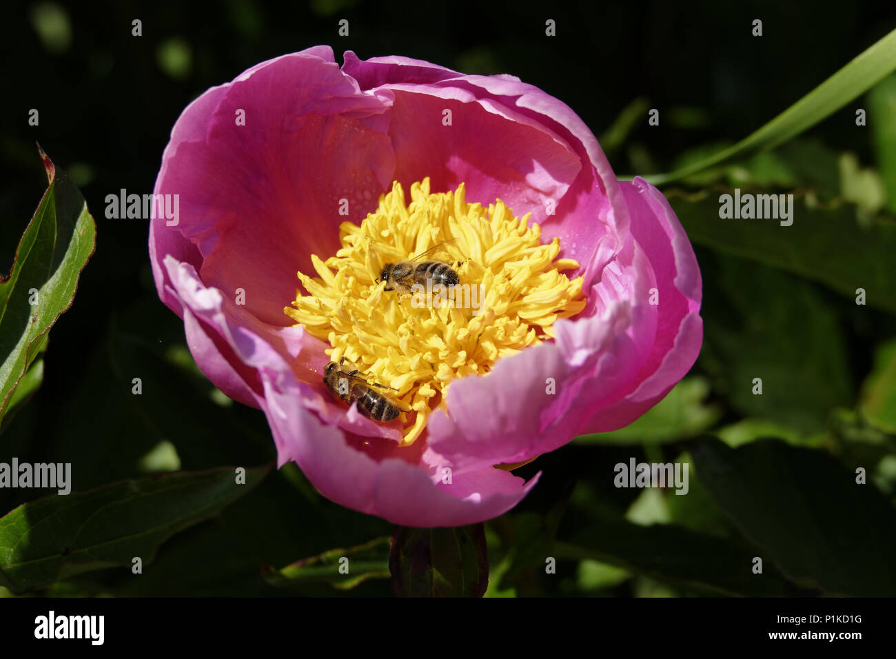 Le api di polline raccolto da una peonia fiore (Paeonia lactiflora) o il cinese peonia, in fiore in maggio in un giardino. Foto Stock