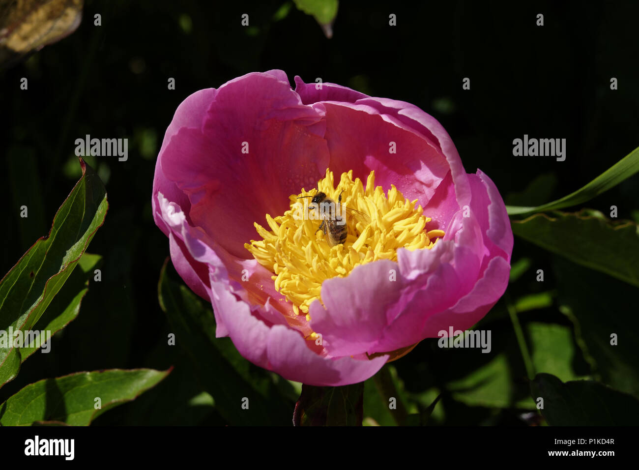 Bee la raccolta del polline di una peonia fiore (Paeonia lactiflora) o il cinese peonia, in fiore in maggio in un giardino. Foto Stock