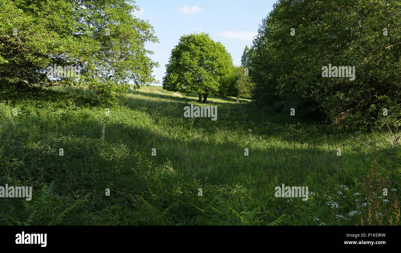 Wild prato in primavera in una piccola valle, northern Mayenne (Pays de la Loire, Francia). Foto Stock