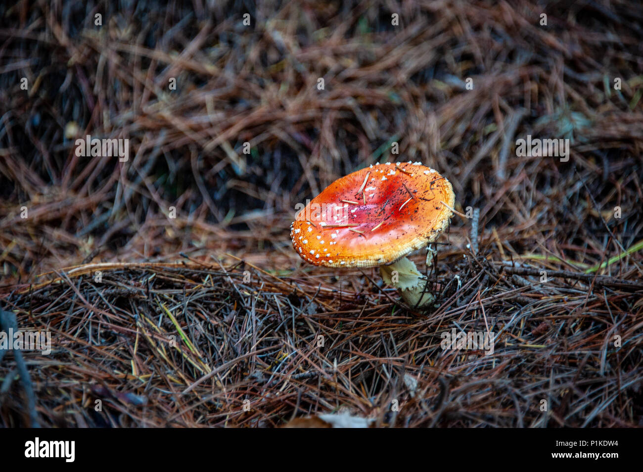 Funghi velenosi. Fungo velenoso con luminose di colore rosso e tappo di macchie bianche flake cresce tra alberi di pino in una foresta. Foto Stock