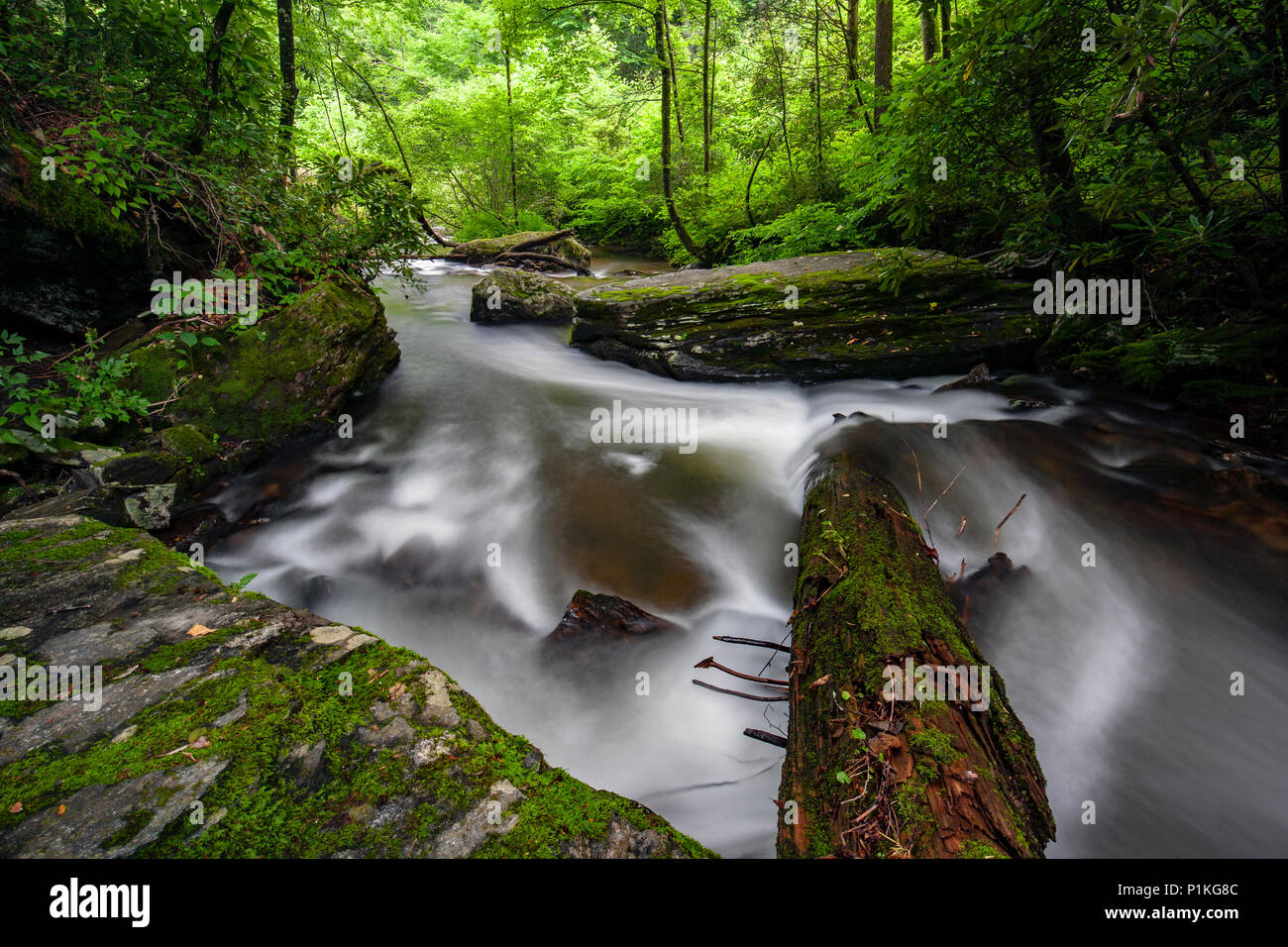 Avery Creek - Pisgah National Forest, vicino Brevard, North Carolina, STATI UNITI D'AMERICA Foto Stock