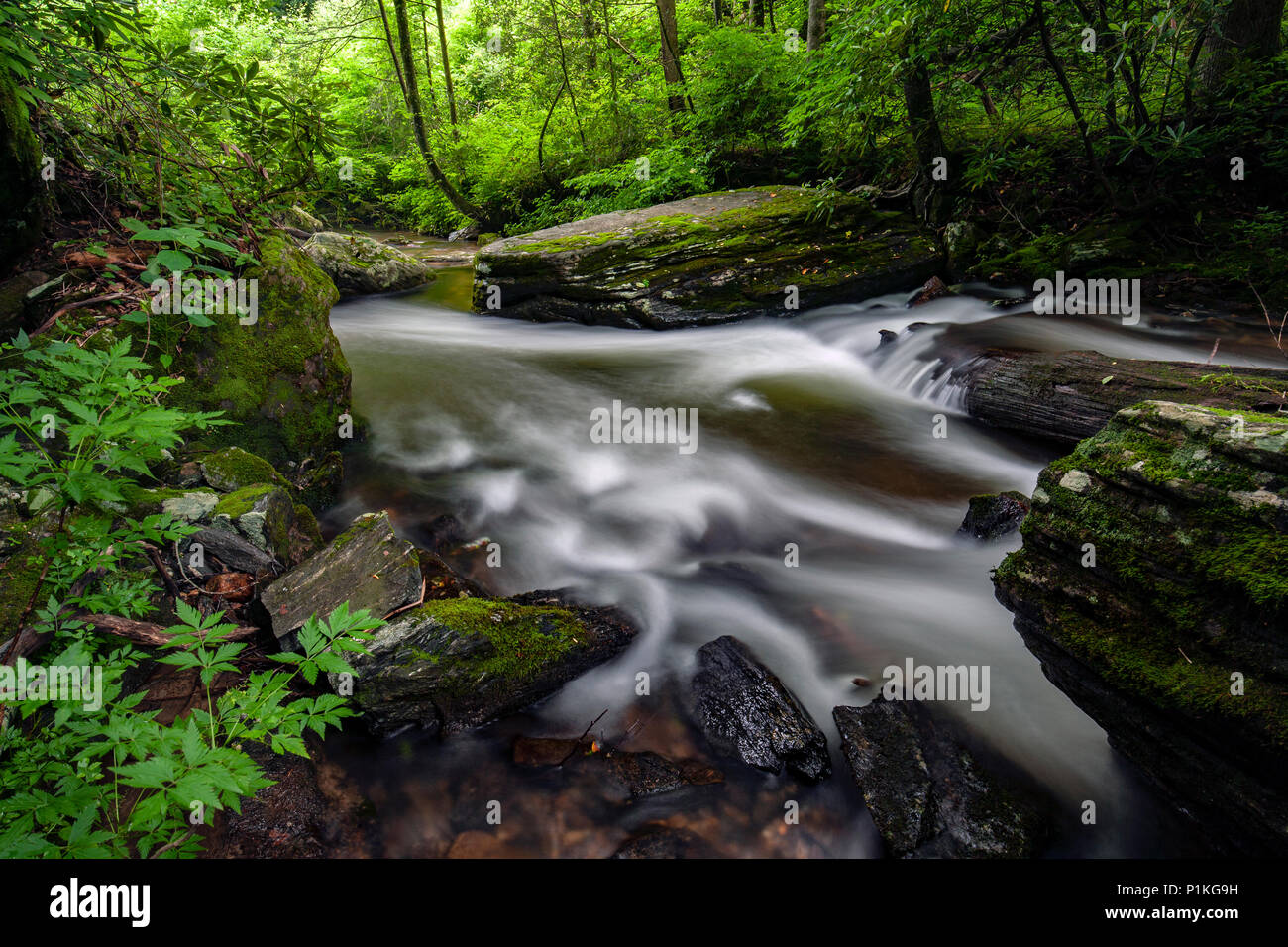Avery Creek - Pisgah National Forest, vicino Brevard, North Carolina, STATI UNITI D'AMERICA Foto Stock