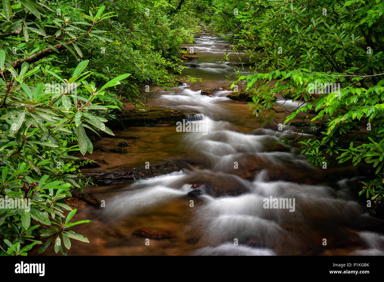 Avery Creek - Pisgah National Forest, vicino Brevard, North Carolina, STATI UNITI D'AMERICA Foto Stock