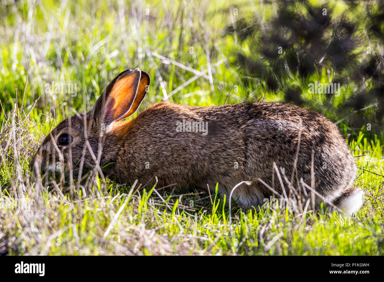 Un California coniglio silvilago (Sylvilagus audubonii) al San Joaquin National Wildlife Refuge nella valle centrale della California Foto Stock