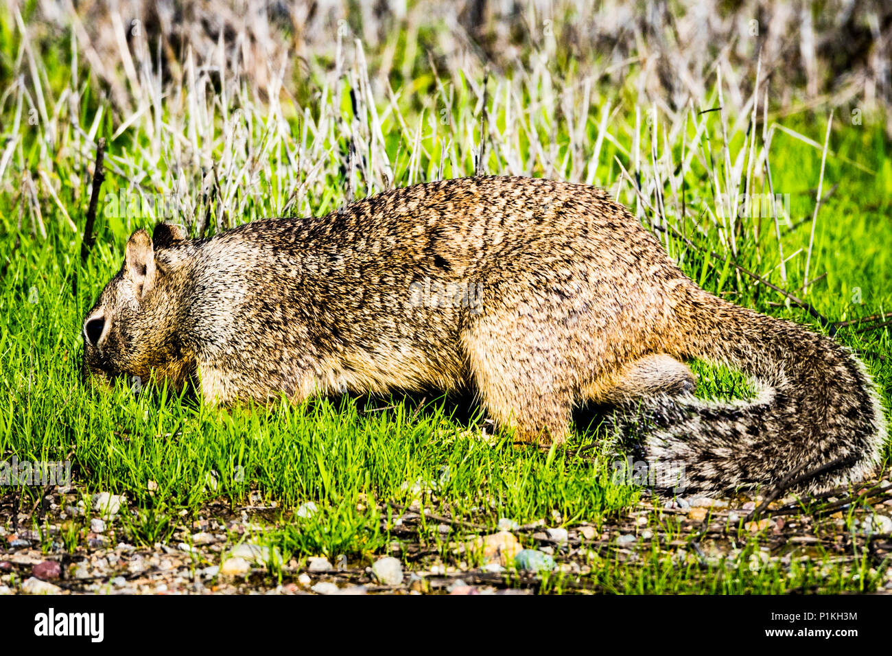 Una massa di scoiattolo a San Joaquin National Wildlife Refuge nella valle centrale della California Foto Stock