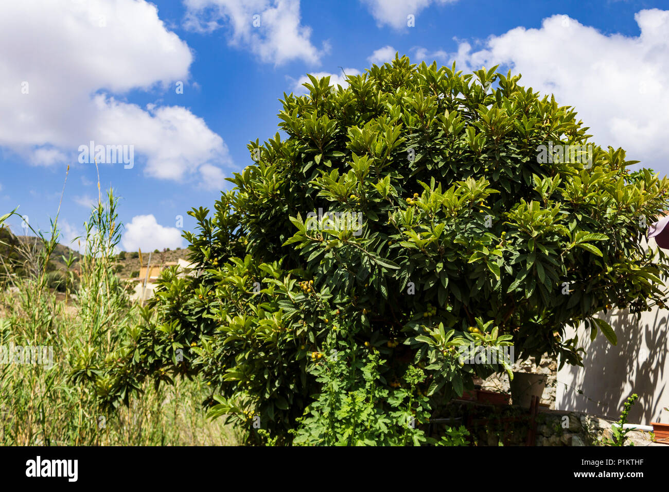 Eriobotrya japonica, Loquat in frutta, Almeria Provincia Andalusia Spagna Foto Stock