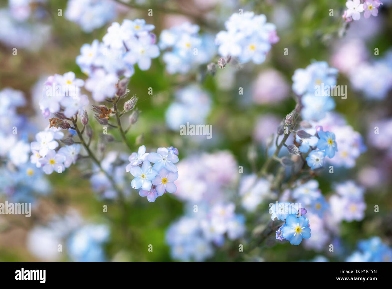 Piccoli fiori blu dimenticare-me-non è il campo, tonificante Foto Stock