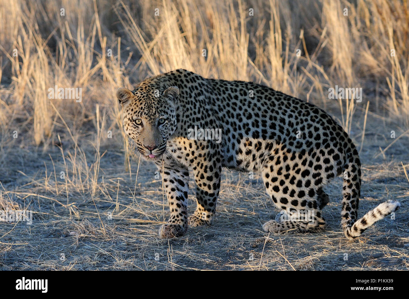 Leopard è in cerca di catturare, Namibia, (panthera pardus) Foto Stock