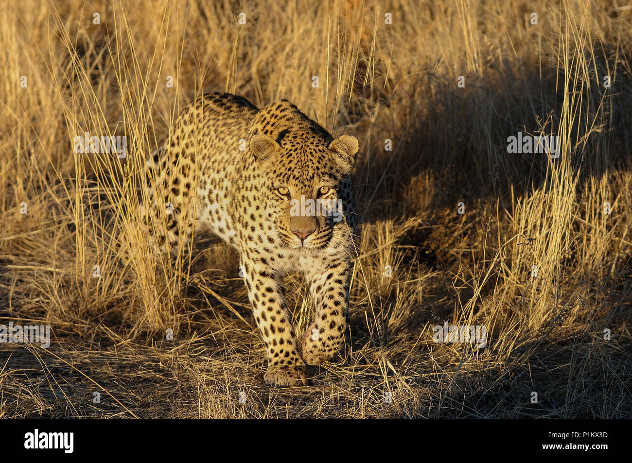Leopard è in cerca di catturare, prati, Namibia, (panthera pardus) Foto Stock