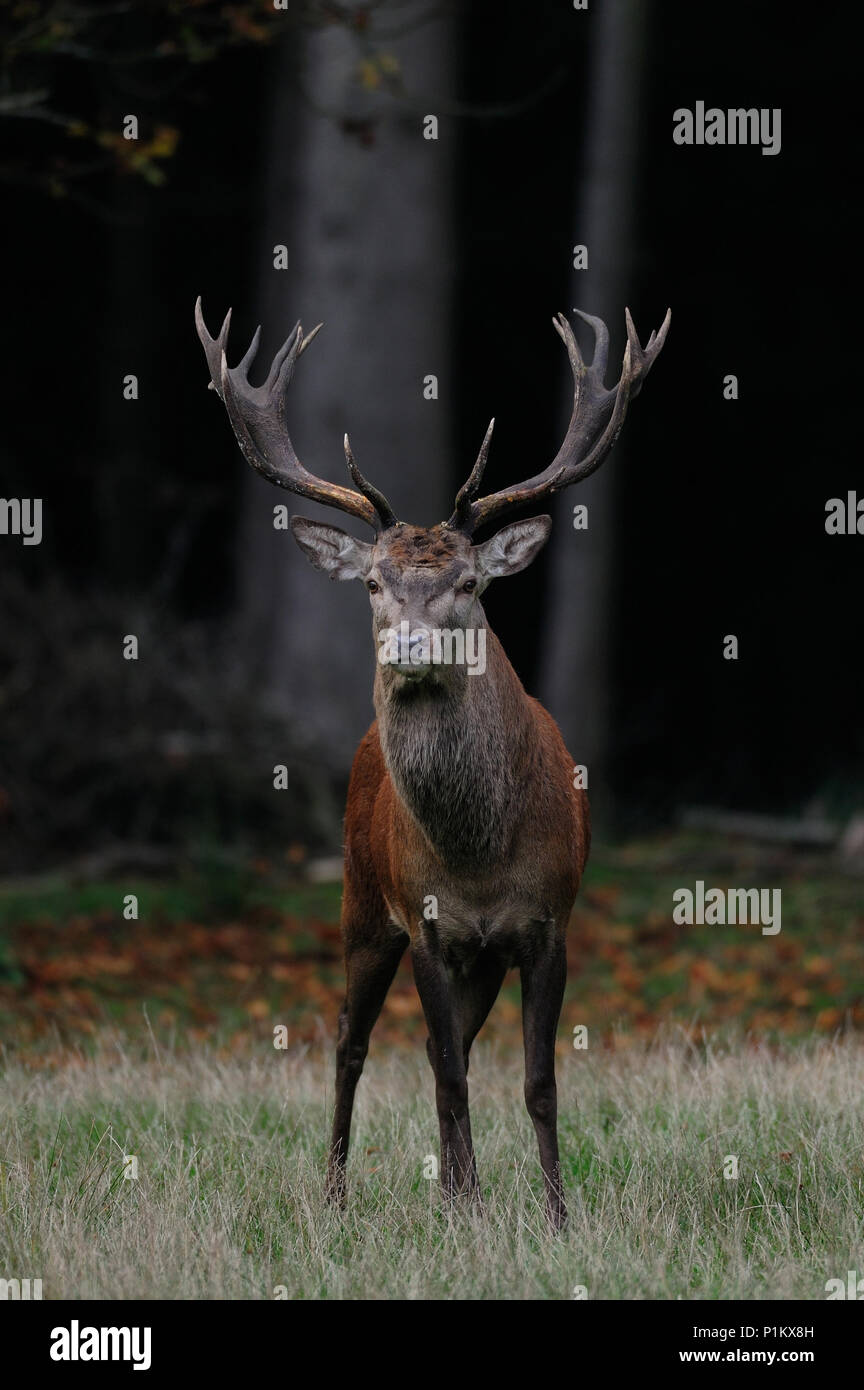 Cervo maschio a il tempo di accoppiamento in una foresta autunnale, (cervus elaphus) Foto Stock