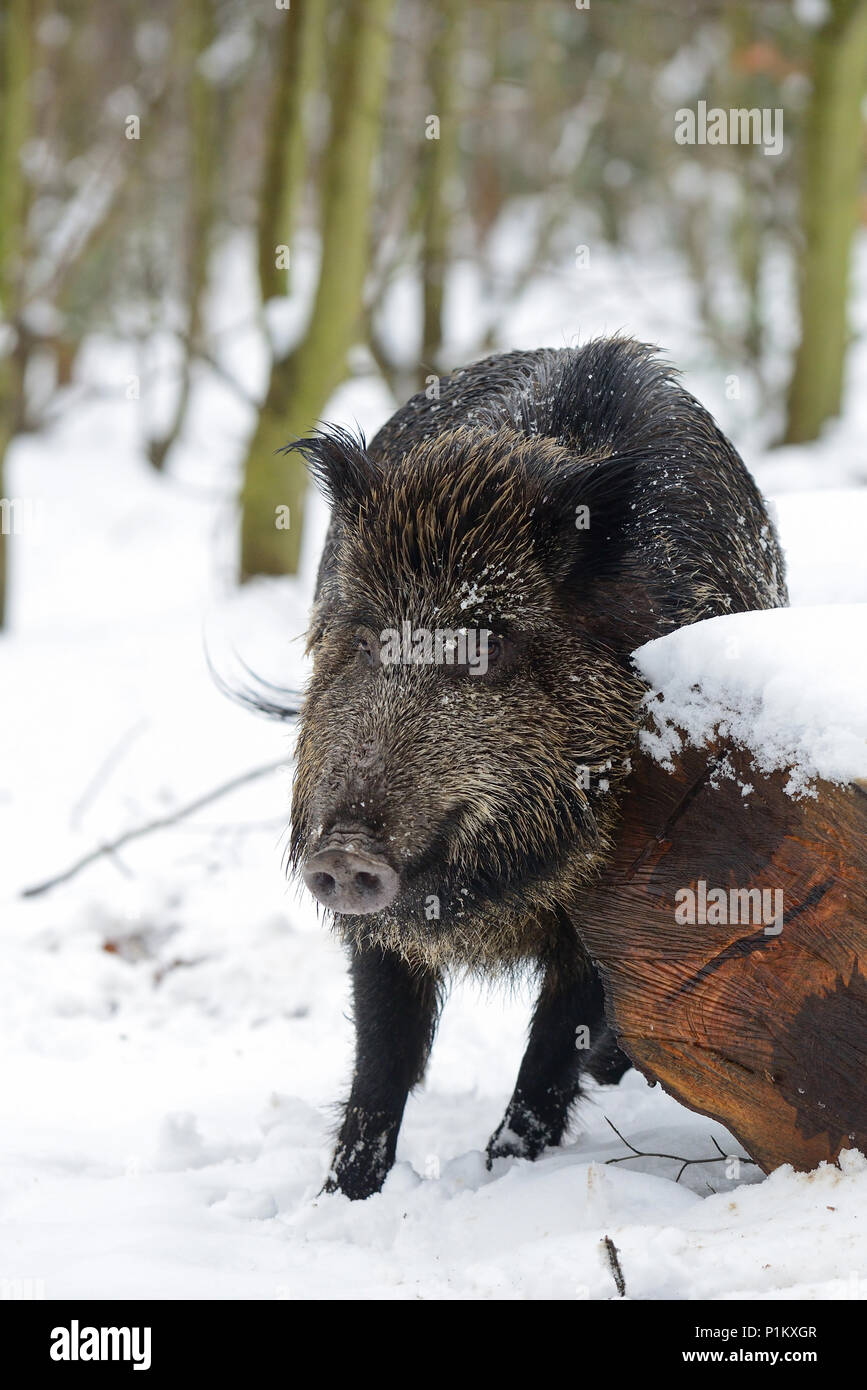 Il cinghiale femmina in foresta, inverno, (Sus scrofa) Foto Stock