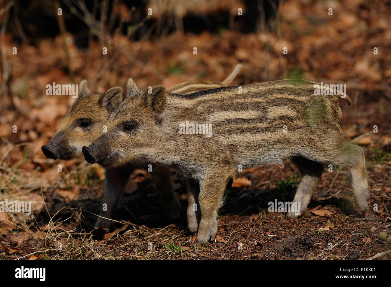 Cinghiali Porcellini nella foresta, molla (Sus scrofa) Foto Stock