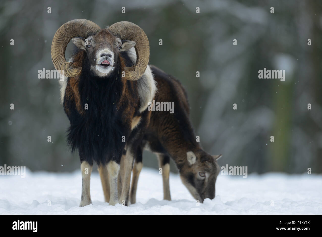 Muflone maschio in inverno, (Ovis aries) Foto Stock