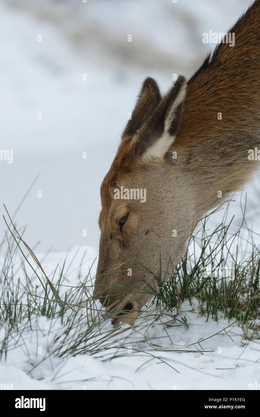 Red Deer testa femmina verticale, in inverno, (cervus elaphus) Foto Stock