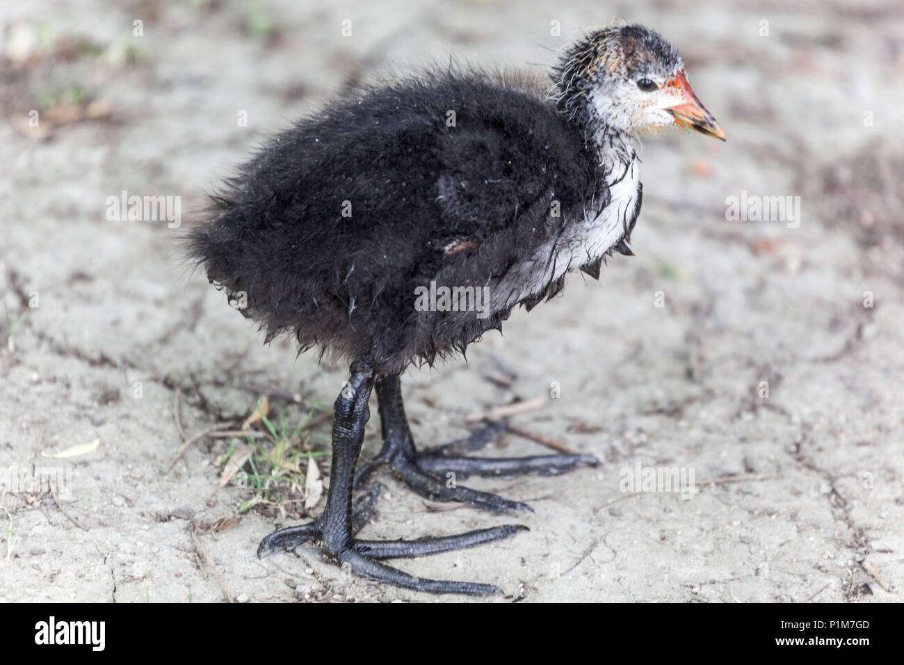 Giovane pulcino eurasiatico, Fulica atra piede comune Foto Stock