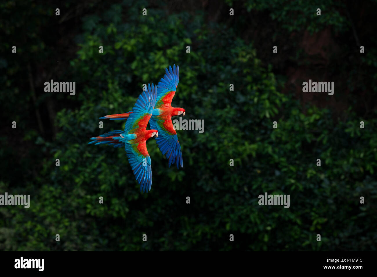 Rosso-verde Macaws battenti in Brasile Foto Stock