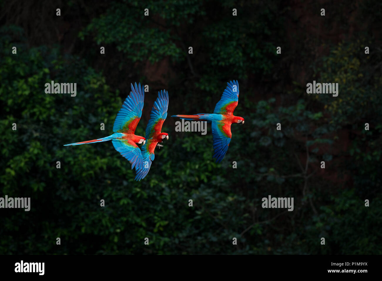 Rosso-verde Macaws battenti in Brasile Foto Stock