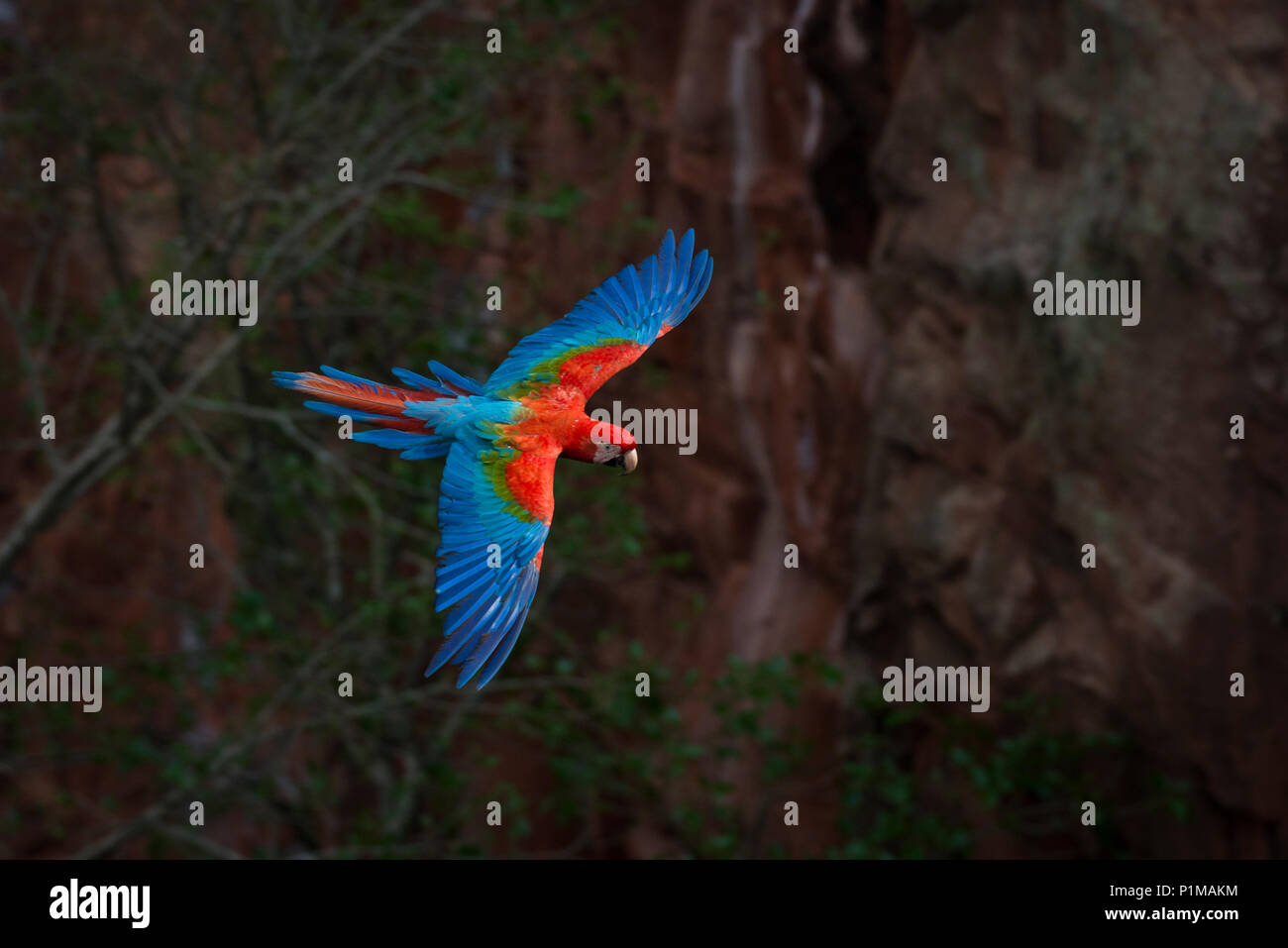 Rosso-verde Macaw battenti in Brasile Foto Stock