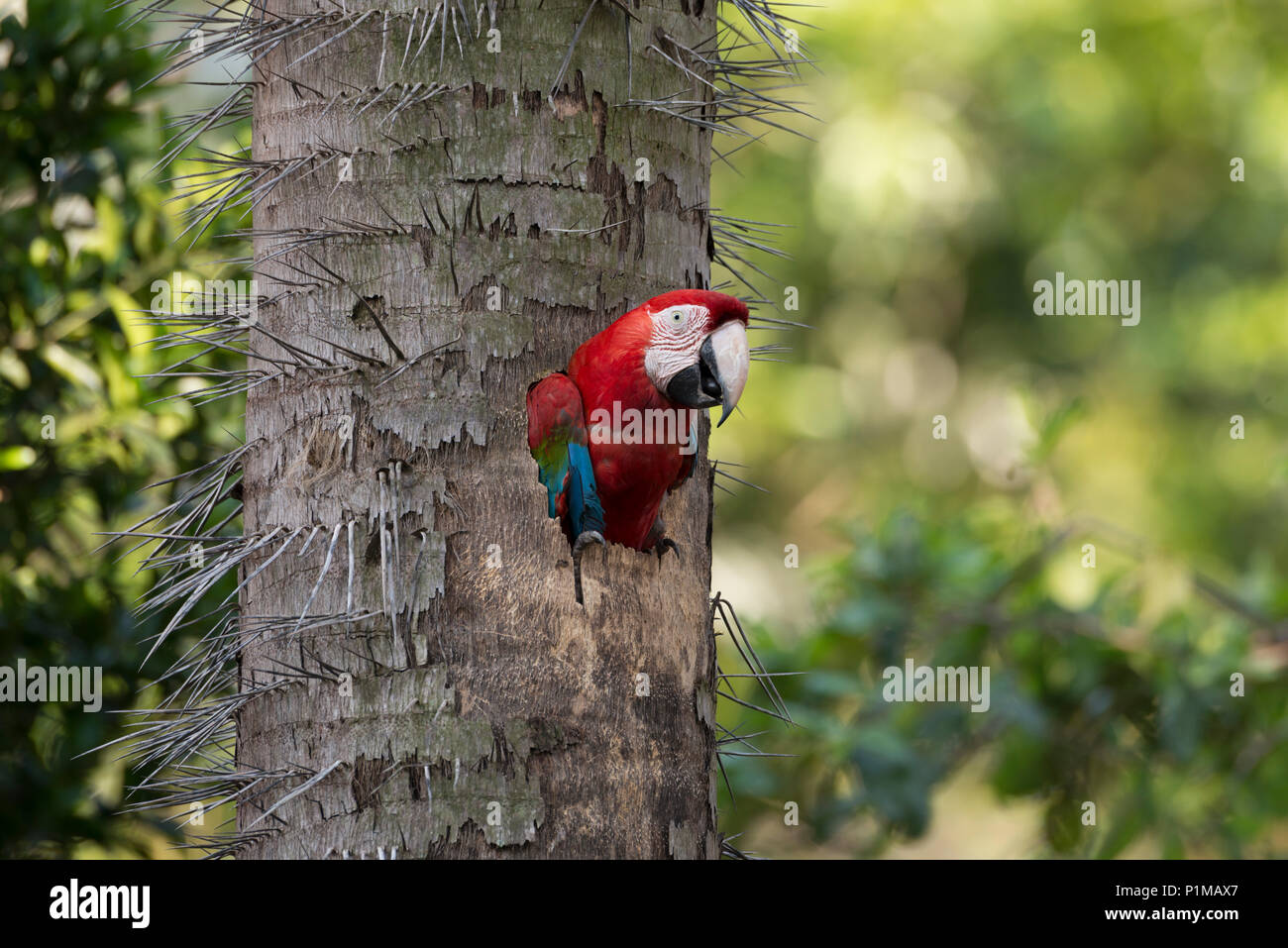 Rosso-verde Macaw nesting in un albero di palma in Brasile Centrale Foto Stock