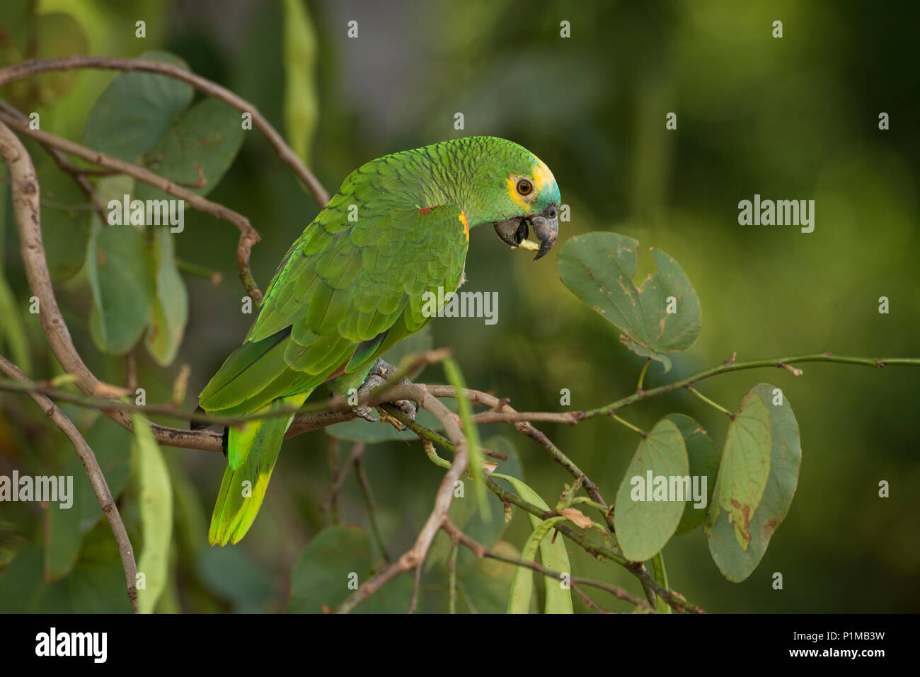 Blu-fronteggiata Parrot (Amazon aestiva) dal Brasile Centrale Foto Stock