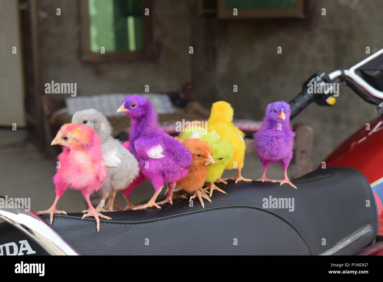 Coulur-full pulcini di gallina permanente sulla bici carino pulcini in chackwal, Pakistan Foto Stock