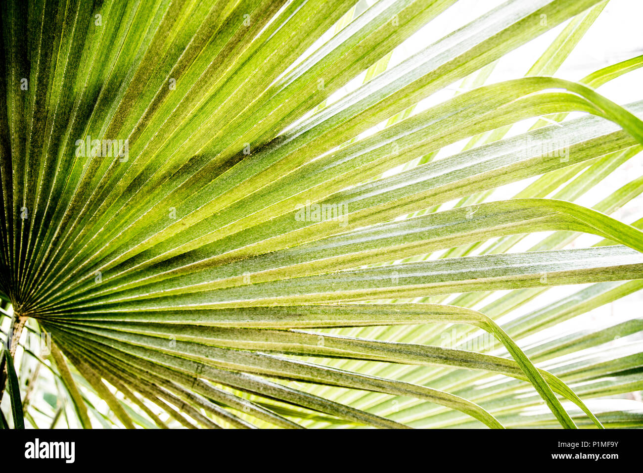 Spia luminosa verde di foglie di palma in presenza di luce solare con ombre Foto Stock