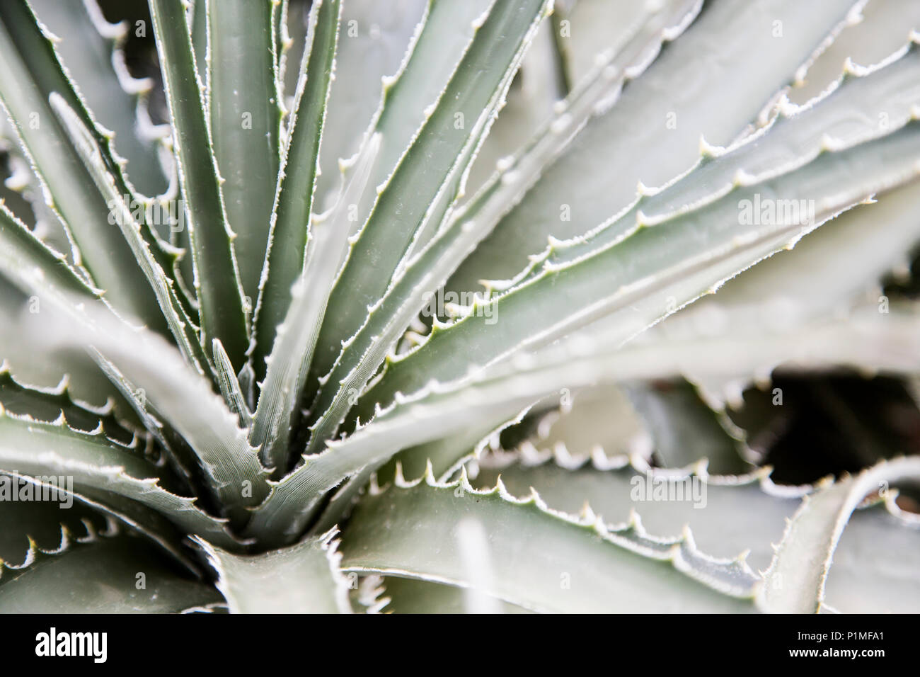 Pungenti aloe close-up dettaglio macro in colori pastello tonalità monocromatiche Foto Stock